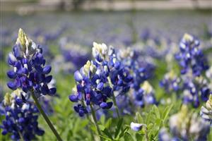 bluebonnets 