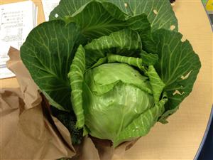 cabbage 