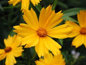 coreopsis 
