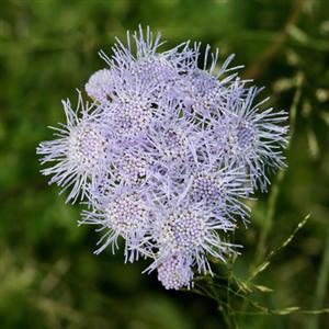mist flower 