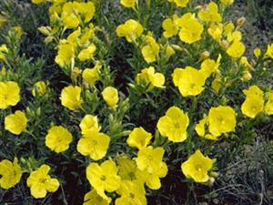 sundrops 