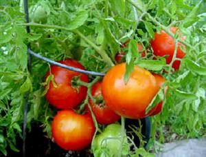 tomatoes 