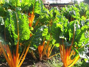 veges 