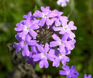 verbena 