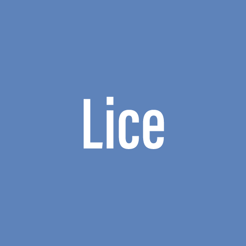 Lice 