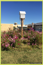 butterfly garden 