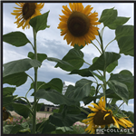 sunflowers 