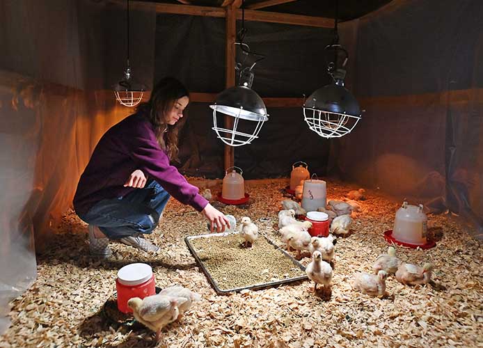 student taking care of chicken